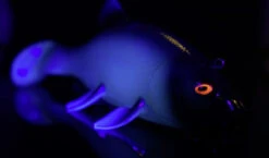 Quantum Freak Of Nature Swimbait Tench 23cm, 270g -Sportangelgeschäft 22 3272005r 4