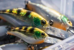 Shimano Yasei Cover Crank F -Sportangelgeschäft LUYASCCFSR07RBTr 4